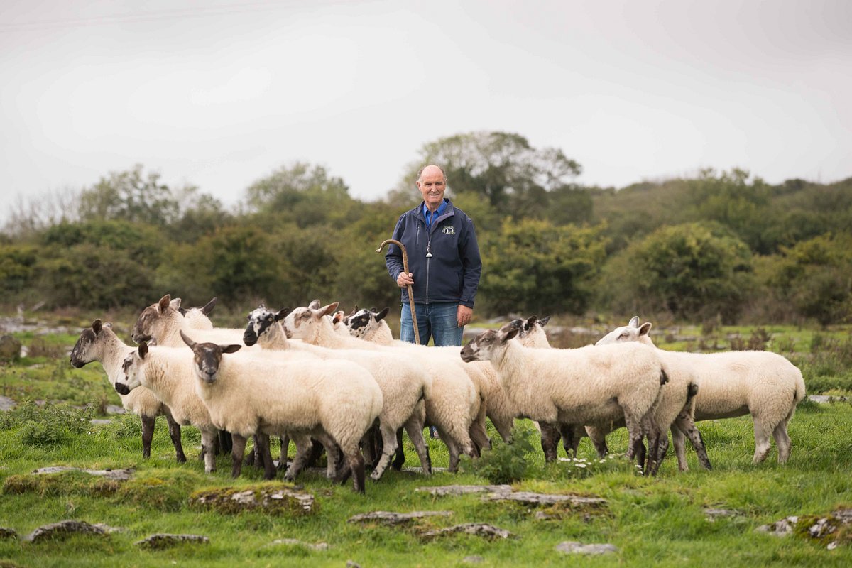 caherconnell sheepdog demonstration